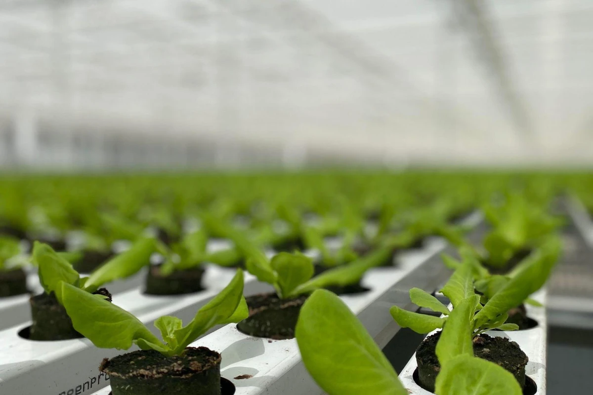 Ellepot potter med planter