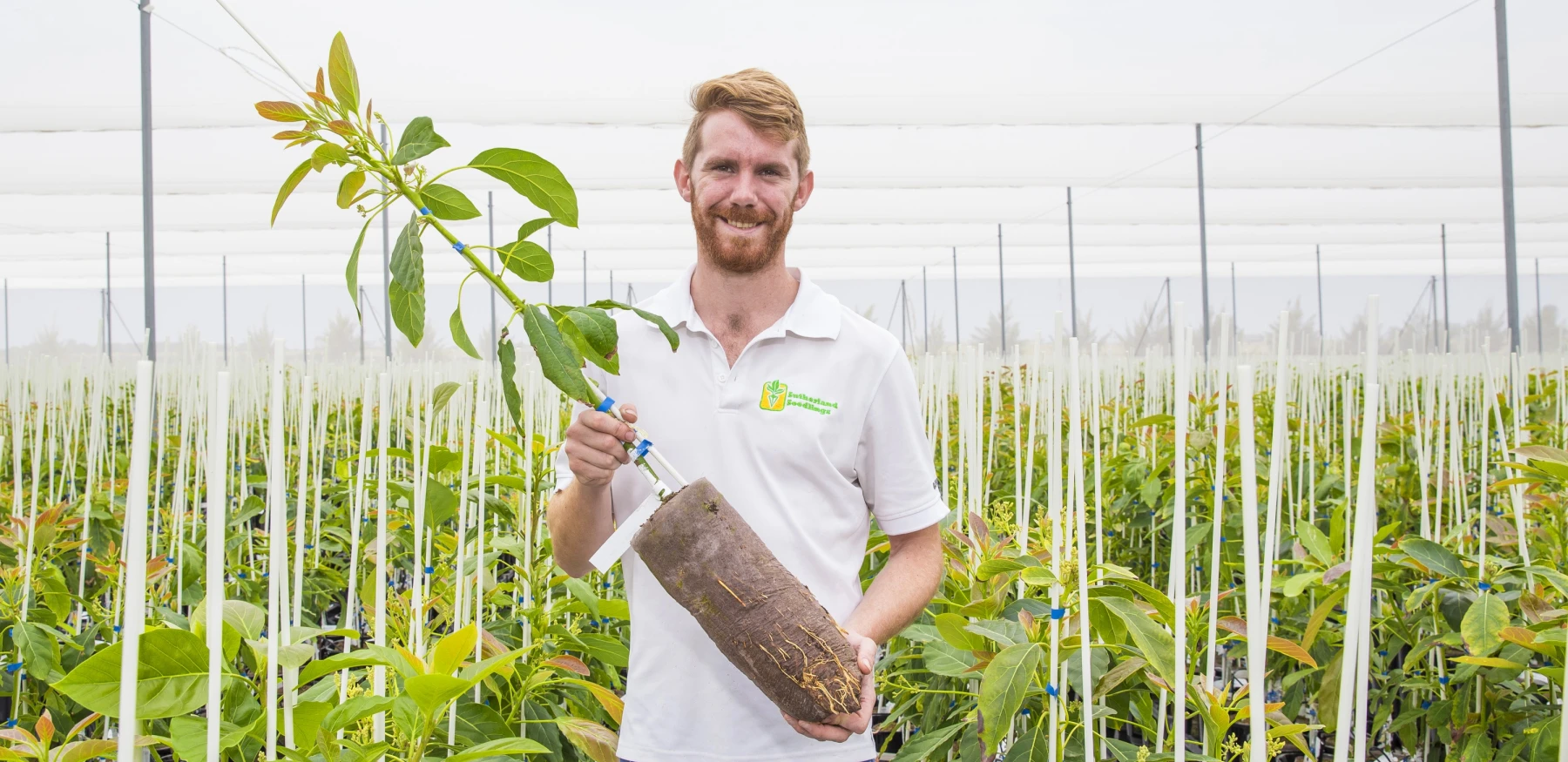 Ellepot Avocado large plant 2