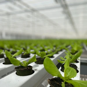 Ellepot potter med planter