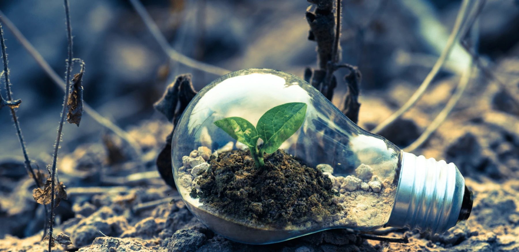 Groen Business Stockfoto pære spire